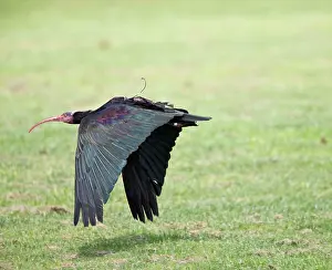 Radio: Bald Ibis