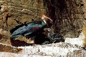 R M Bloomfield: BALD IBIS - WITH CHICK AT NEST