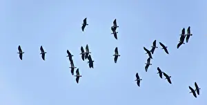 Eremita: Bald Ibis - flock in flight