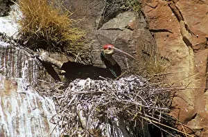 R M Bloomfield: Bald Ibis - on nest