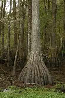 Taxodium: Bald / Swamp Cypress - Found in southern U.S. and