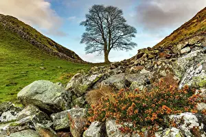 Northumberland: Bald tree in autumn landscape, Greenhead, Northumberland