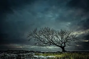 Mystic: Bald tree on rocky ground with dramatic cloud sky