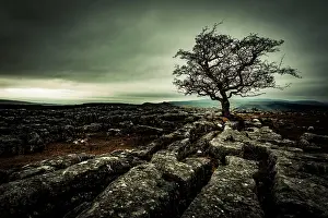 Mystic: Bald tree on rocky ground with dramatic cloud sky