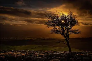 Mystic: Bald tree on rocky ground at sunset, Settle, Yorkshire