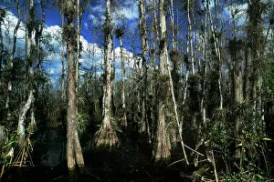 Distichum: Baldcypress