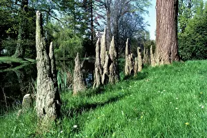 Distichum: Baldcypress - knees