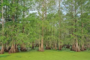 Baldcypress: Baldcypress swamp (water covered mostly by duckweed)