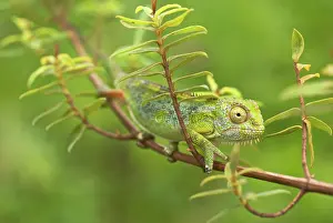 Michele Menegon: Bale Mountains Heather Chameleon