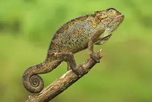Michele Menegon: Bale Mountains Heather Chameleon