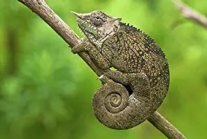 Michele Menegon: Bale Mountains Two Horned Chameleon