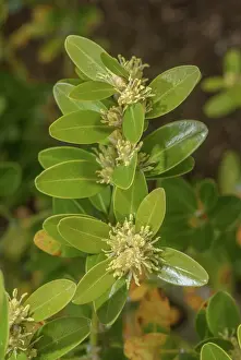 Angiosperm: Balearic boxwood, Buxus balearica, in flower in