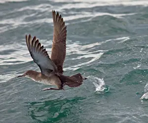 Shearwater: Balearic Shearwater - in flight - running on the