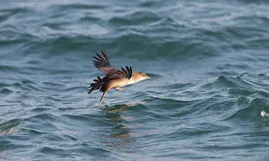 Shearwater: Balearic Shearwater - in flight - running on the