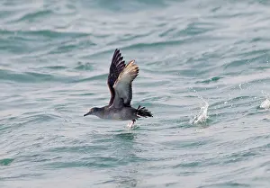 Shearwater: Balearic Shearwater - in flight - running on the