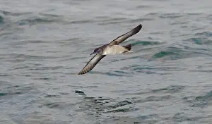 Shearwater: Balearic Shearwater - in flight over the sea