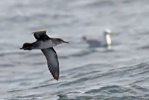 Shearwater: Balearic Shearwater - in flight over the sea