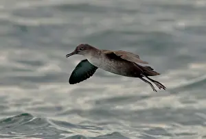Shearwater: Balearic Shearwater - in flight over the sea
