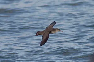 Shearwater: Balearic Shearwater - in flight over the sea