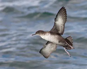Shearwater: Balearic Shearwater - in flight over the sea