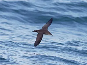 Shearwater: Balearic Shearwater - in flight over the sea