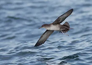 Shearwater: Balearic Shearwater - in flight over the sea