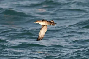 Shearwater: Balearic Shearwater - in flight over the sea