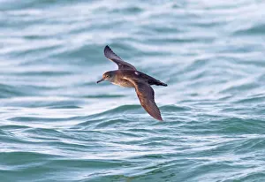 Shearwater: Balearic Shearwater - in flight over the sea