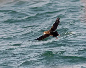 Shearwater: Balearic Shearwater - in flight over the sea