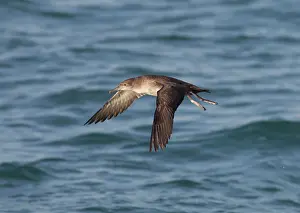 Shearwater: Balearic Shearwater - in flight over the sea
