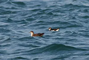 Shearwater: Balearic Shearwater and Manx Shearwater (Puffinus