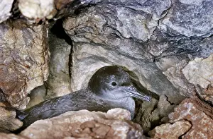 Majorca: Balearic Shearwater - on nest in cave