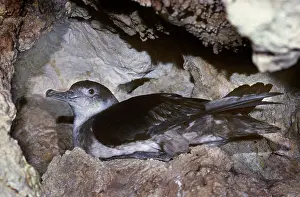 Majorca: Balearic Shearwater - on nest in cave