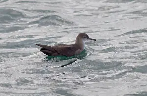 Shearwater: Balearic Shearwater - on the sea