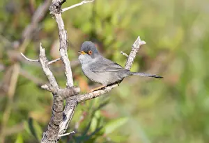 Majorca: Balearic Warbler / Marmora's Warbler - adult