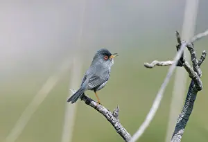 Majorca: Balearic Warbler / Marmora's Warbler - adult