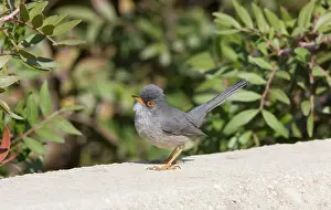 Majorca: Balearic Warbler / Marmora's Warbler - adult