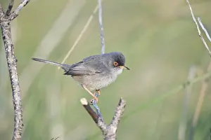 Majorca: Balearic Warbler / Marmora's Warbler - adult