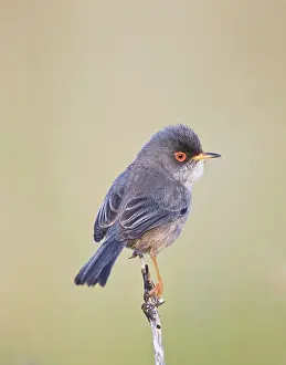 Majorca: Balearic Warbler / Marmora's Warbler - adult