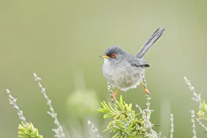 Cranes: Balearic Warbler (Sylvia balearica) male