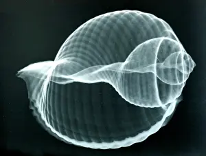 Spirals: Baler shell, x-ray to show internal structure and