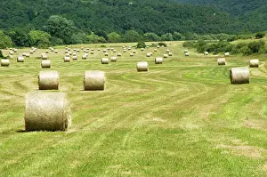 Harvests: Bales of Hay in meadow
