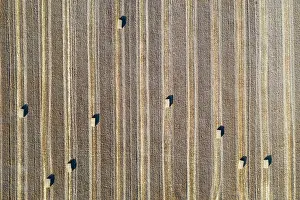 Bales: Bales of straw and abstract patterns in cornfield