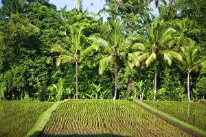 Ubud: Bali, Indonesia. Some of the countless rice