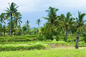 Paddy: Bali, Indonesia. Farmland in Indonesia