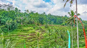 Lush: Bali, Indonesia. Landscape view of Umbul-Umbul, tail of the