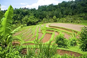 Aqueduct: Bali, Indonesia. Rice paddies in central