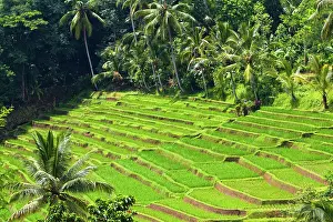 Paddy: Bali, Indonesia. Rice paddies in central