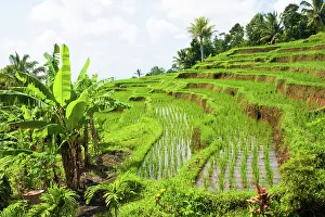 Aqueduct: Bali, Indonesia. Rice paddies in central