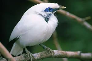 Sturnidae: Bali Mynah (Leucopsar rothschildi)
